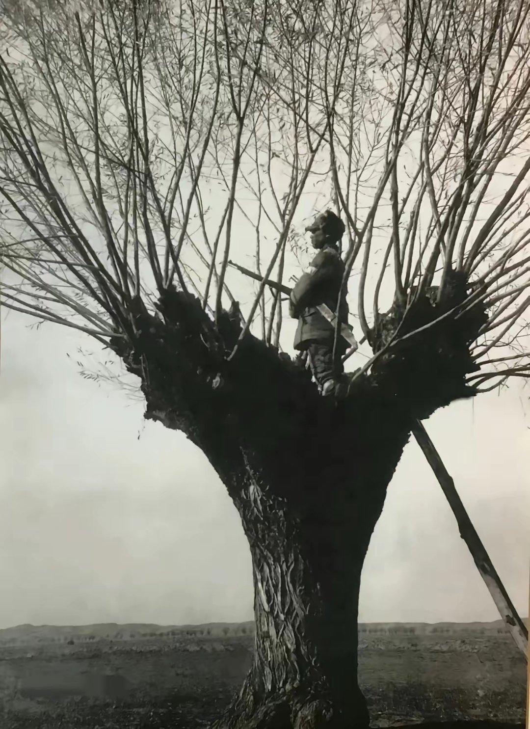 1941年陕甘宁边区，八路军最隐蔽的暗哨，直接站在光秃秃的大树主干上。

此时，