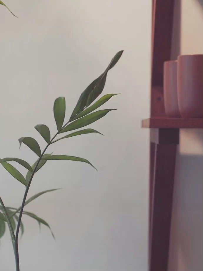 我忽然想穿过二十年岁月的重重迷雾，回到那个白洋淀的早晨。在芦苇随风起伏的岸边，也