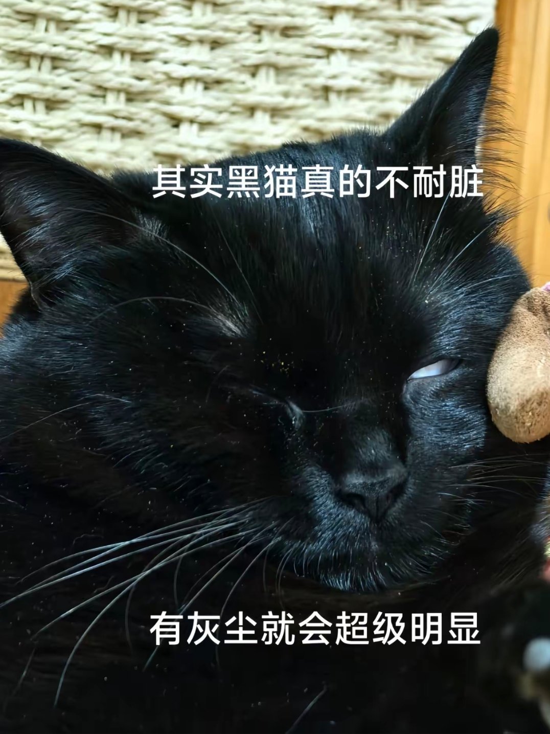 黑色小猫果然耐脏黑色小猫其实不耐脏，一有灰尘超明显哈哈哈哈哈 