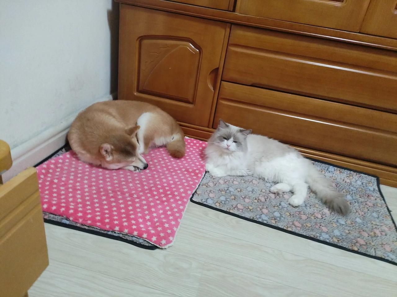 #狗和猫到底谁本领更胜一筹?#
还别说，我家养了一只狗子一只猫咪，这事我有发言权