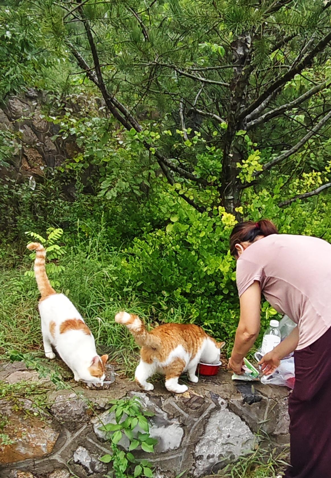佛慧山上喂猫人——我和老头每次去去佛慧山东南门遛弯的时候，都会遇到一位五十岁冒头