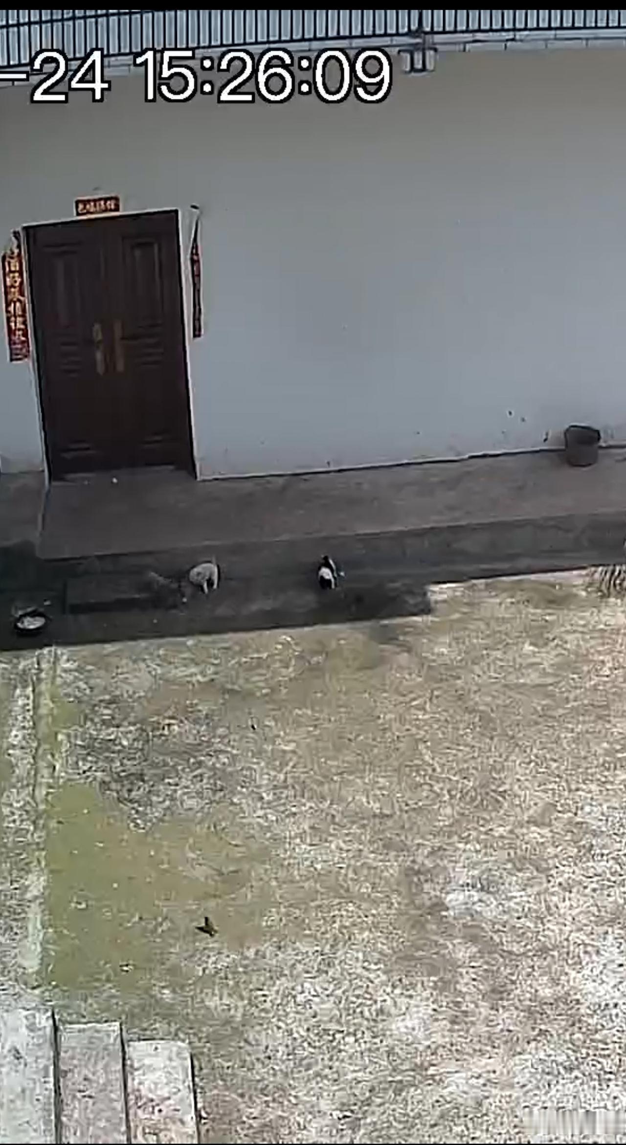 主人住院，留守狗狗已经5天没有吃过东西了，还带着4个崽崽好可怜。
最近我爸爸糖尿