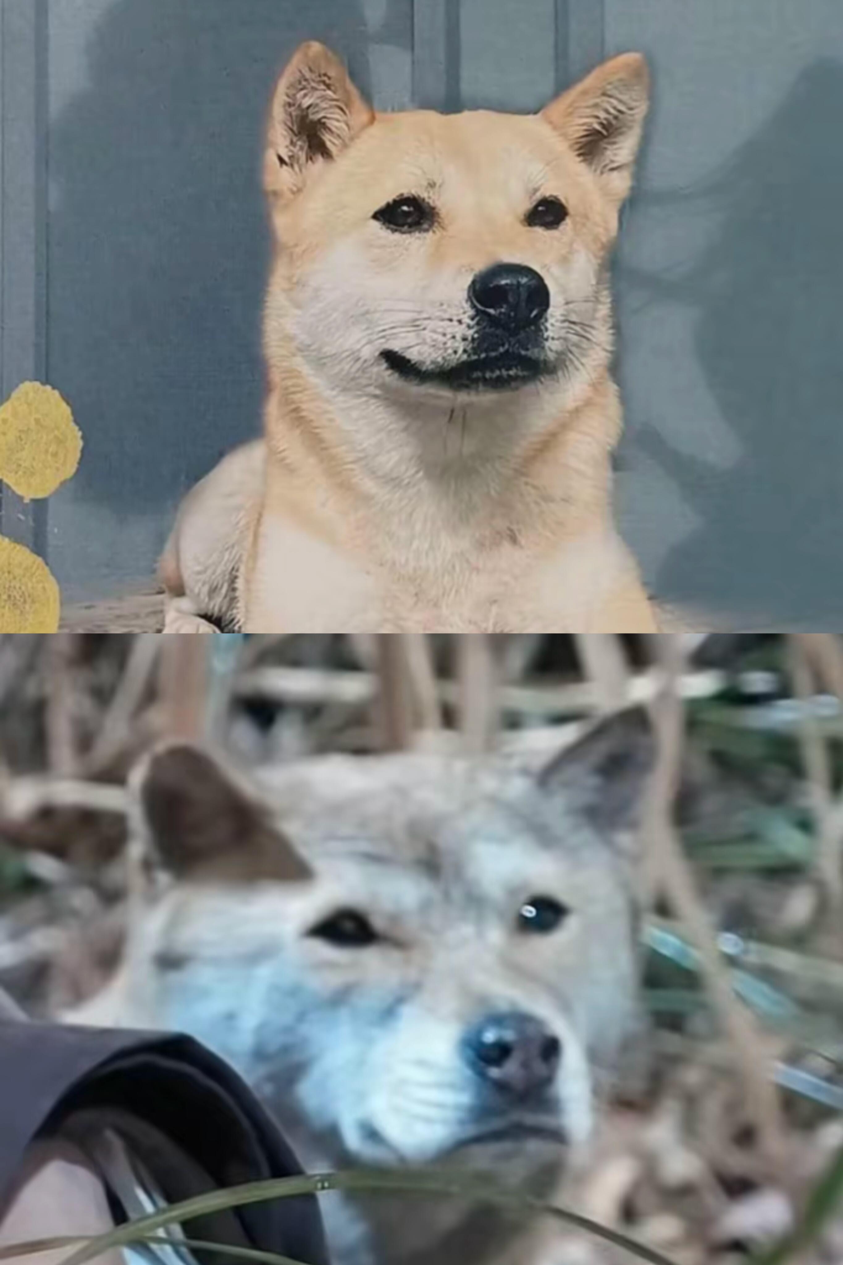 细节了，大黄化了老狗妆这不是是照骗吗，这个女演员带资进组，当时我去竞聘淮安大人的