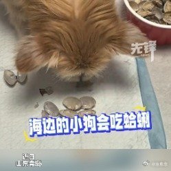 5岁海边小狗从小吃蛤蜊长大青岛市民分享自家宠物狗的趣事引发网友热议。五岁狗狗习惯