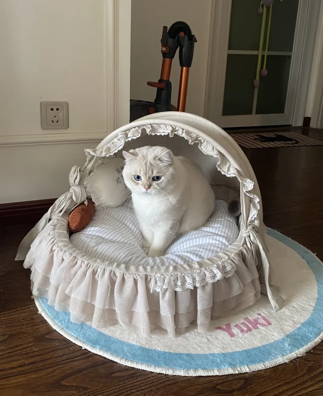小猫睡商这块 简直没得说