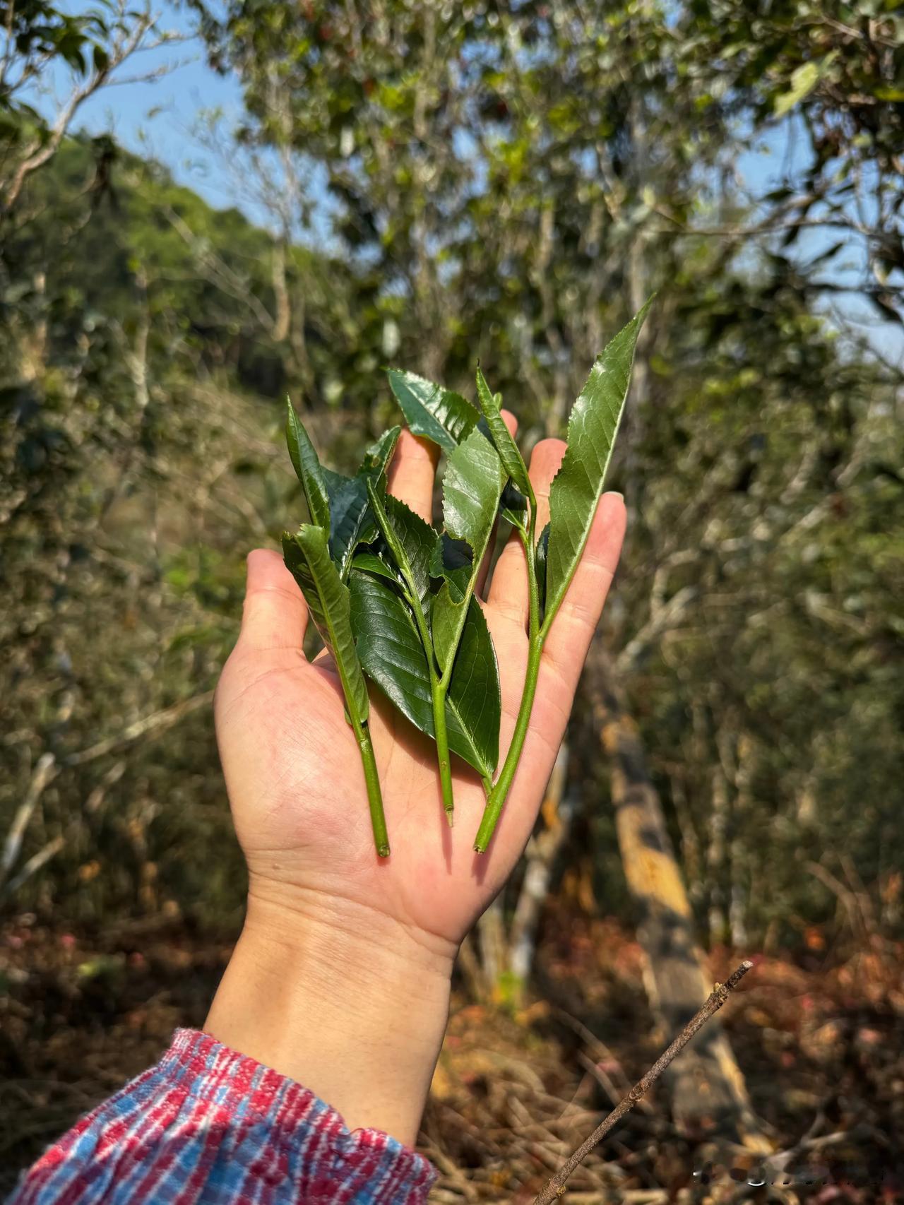 三月🍃是开始，是希望，是来日方长。有人形容茶时，真是不吝夸奖与浪漫，似乎心仪的