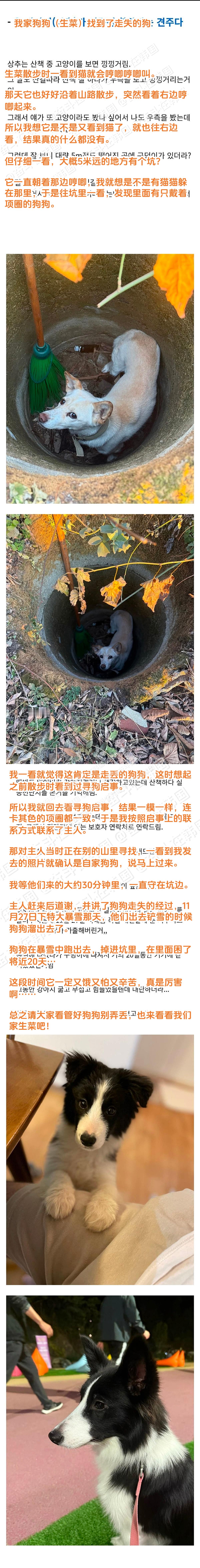 “我家小狗找到了失踪小狗”汪汪队立大功！ 海外新鲜事 热点现场