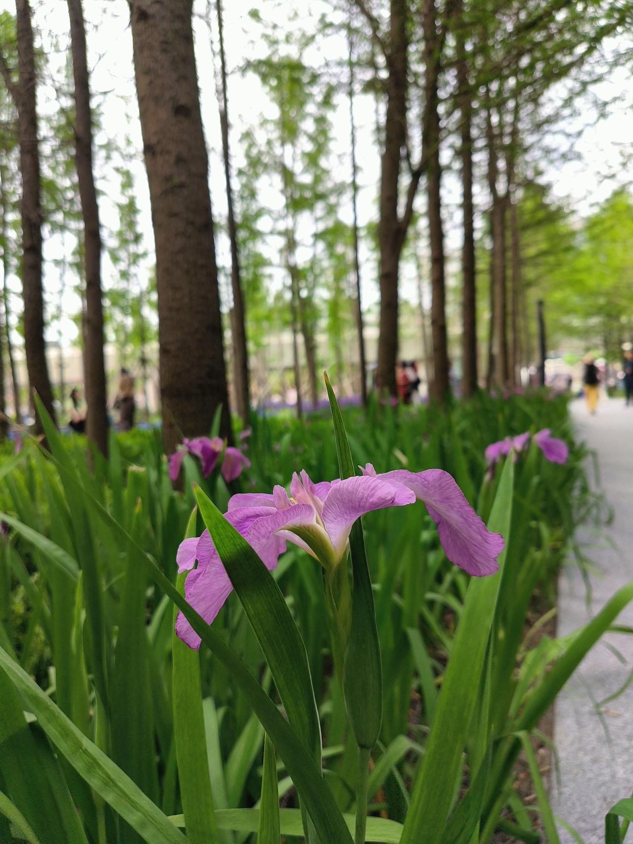 春深 🌿 念浅
人间4月，春深念浅。一城风雨，挟裹着深翠浅红的春逝。

春天，