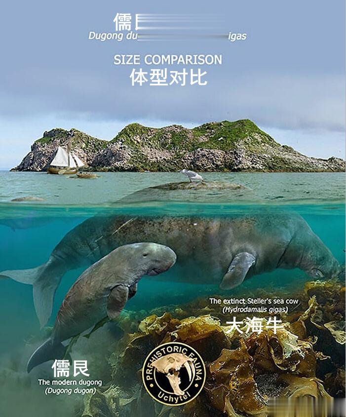 #古生物##科普#  【灭绝巨兽与今天的亲戚】海洋篇——大海牛（Hydrodam