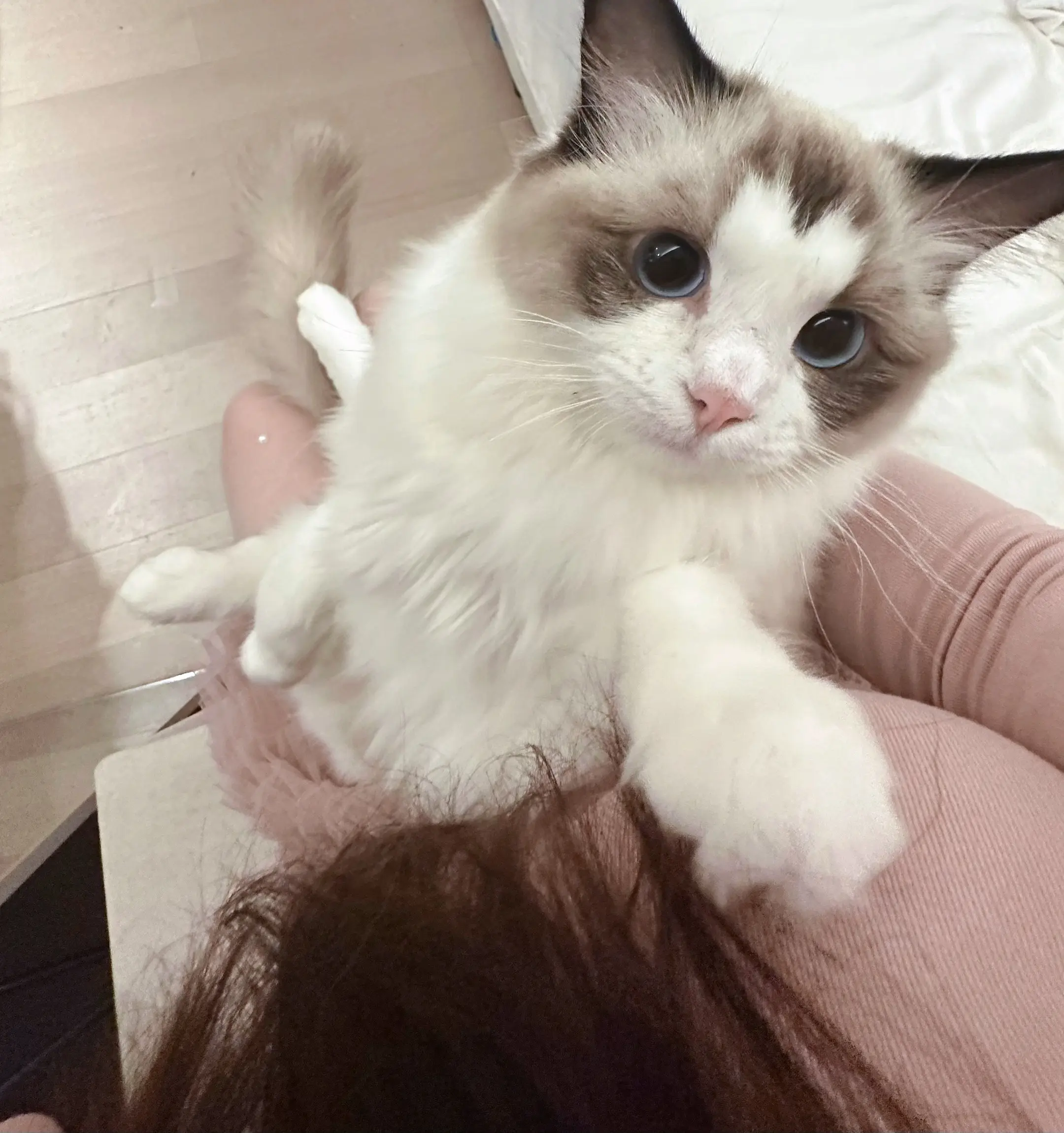 介绍一下，这是我的小猫，最黏人的小猫