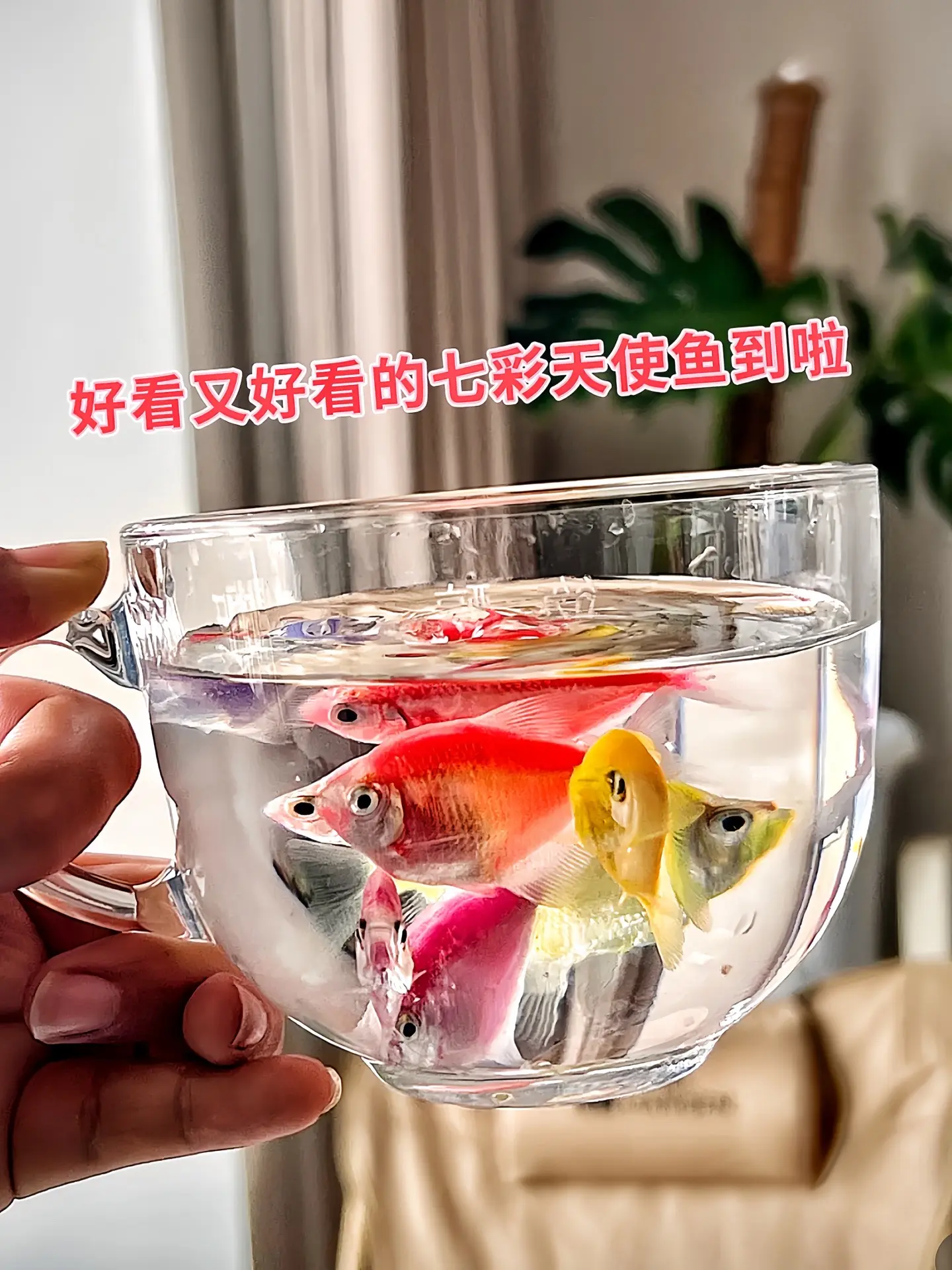 想在家中拥有一片神秘的海洋角落吗？天使鱼绝对是你的不二之选！它的背鳍和...
