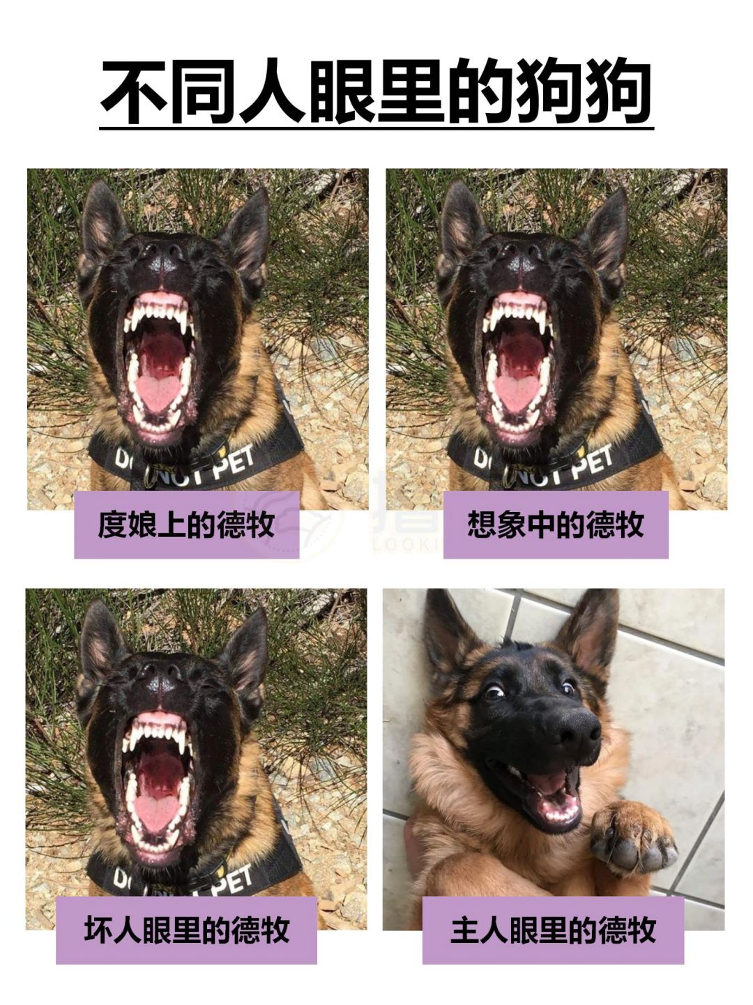 不同人眼里的狗狗🐶