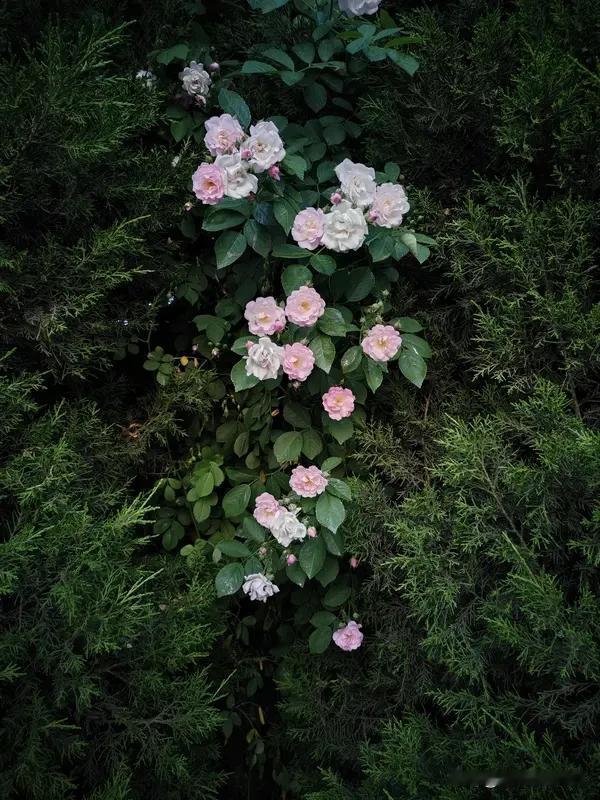 晒一晒随手一拍美丽的花朵今早下楼扔垃圾，转角忽然撞见满墙蔷薇开得泼泼洒洒。粉白花