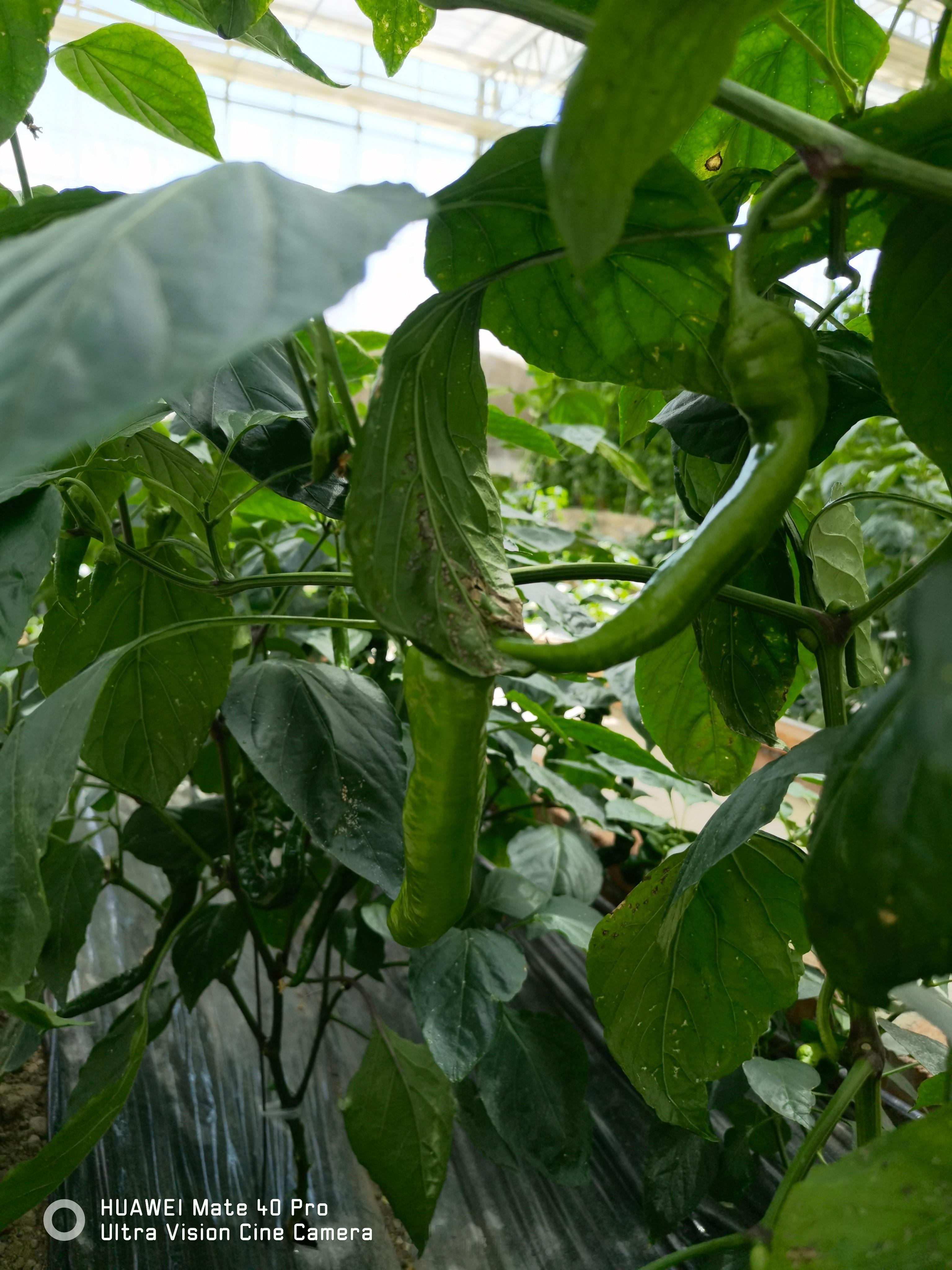 #寻觅西藏格桑花开#  尽管西藏海拔高，但在江苏泰州援建下，曲水县产业园的蔬菜大