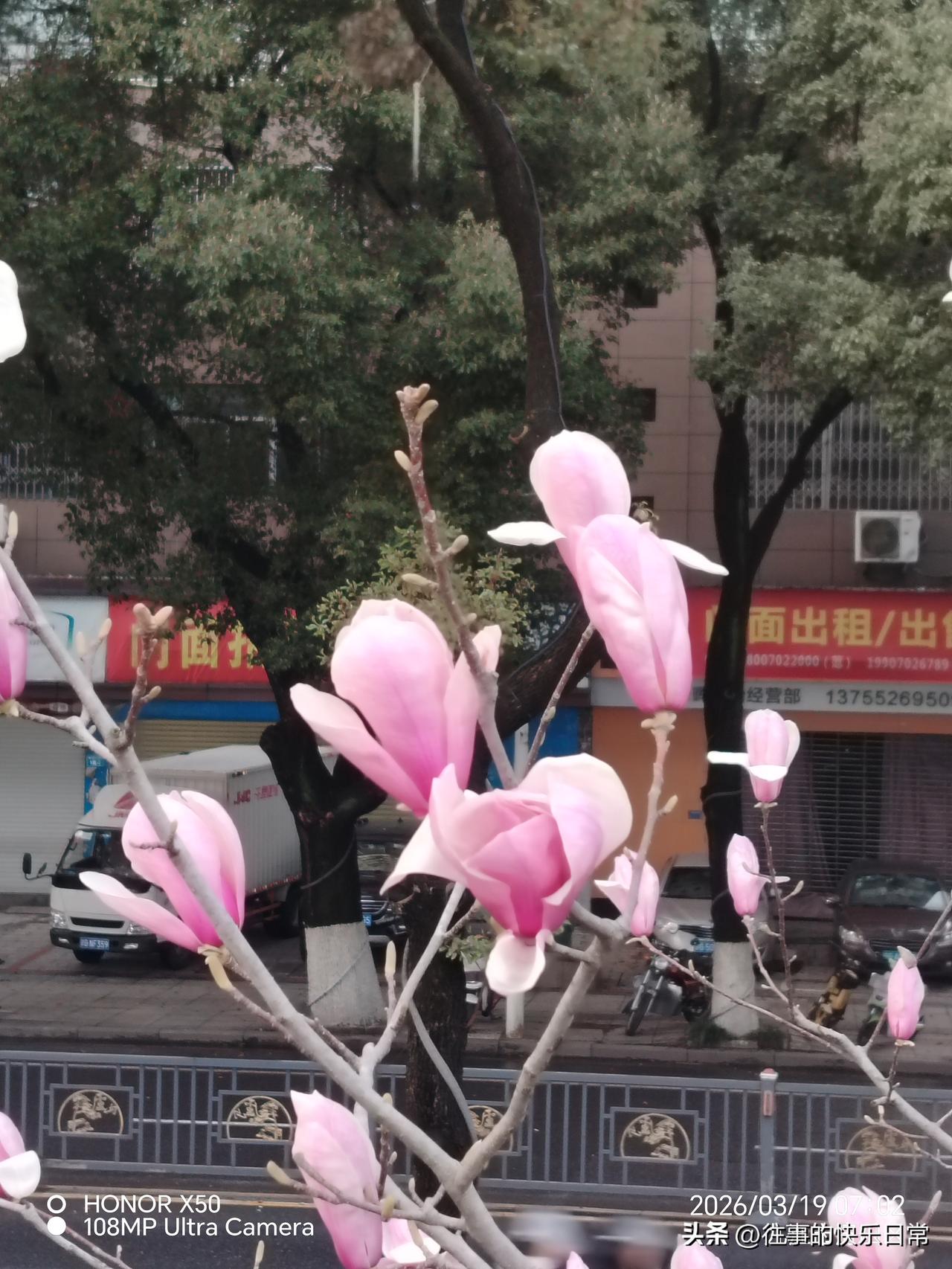 3月19日长江岸边赏玉兰花盛开