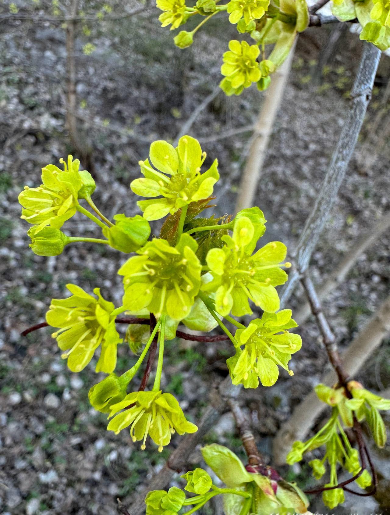 今天是今年的最高温度24度，花儿和人都很灿烂！ ​​​
