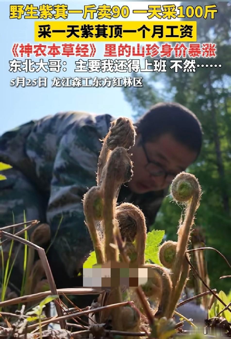 东北大哥的“凡尔赛”

上班耽误我

一天赚9000！
 
东北林区里的紫萁，现
