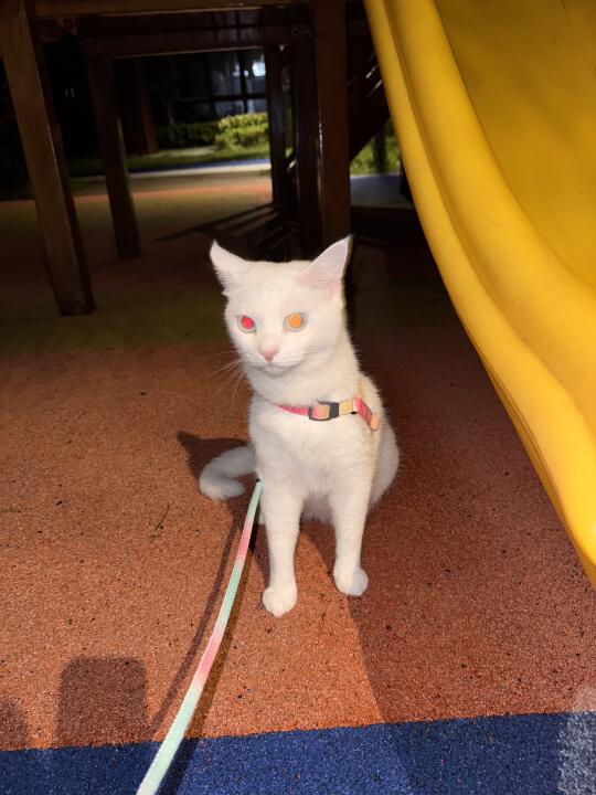 猫儿这个帅