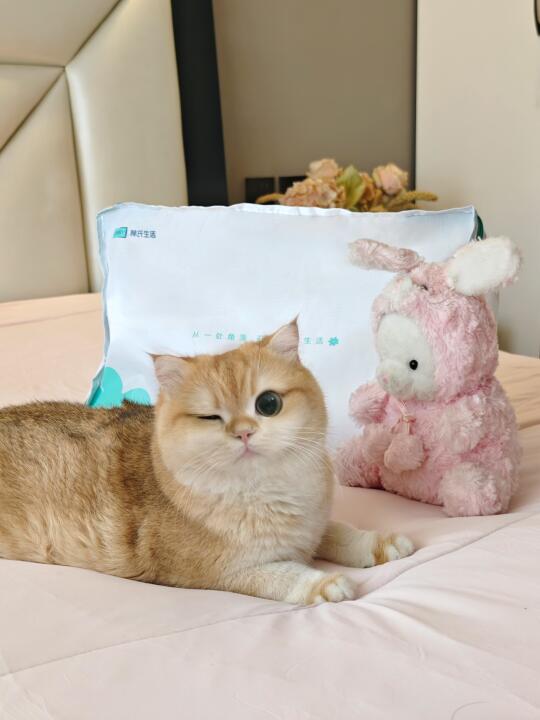 小猫也喜欢的夏日床品😽“奶皮”夏凉被
