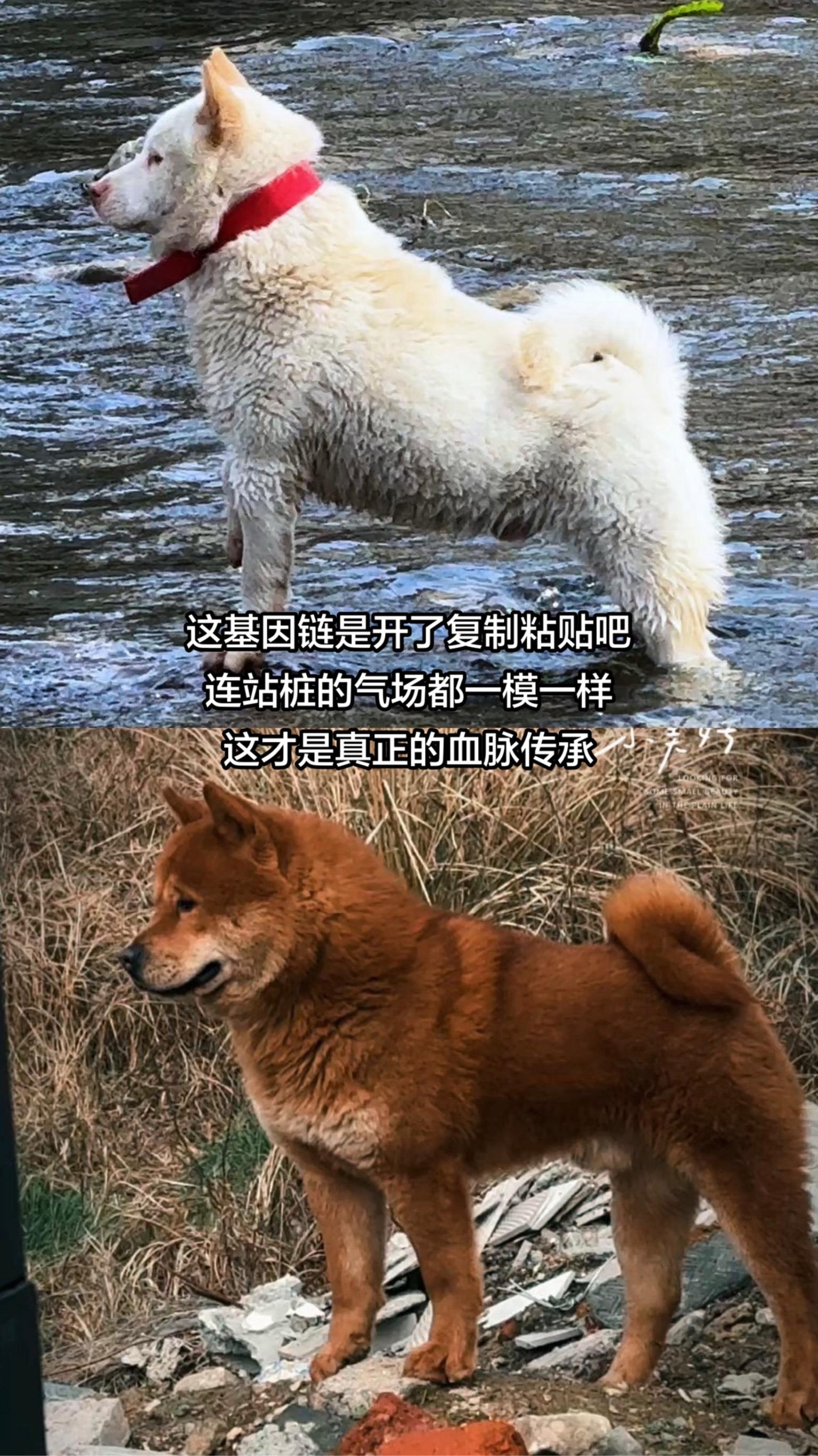 两父子还是很像的，除了颜色不一样！