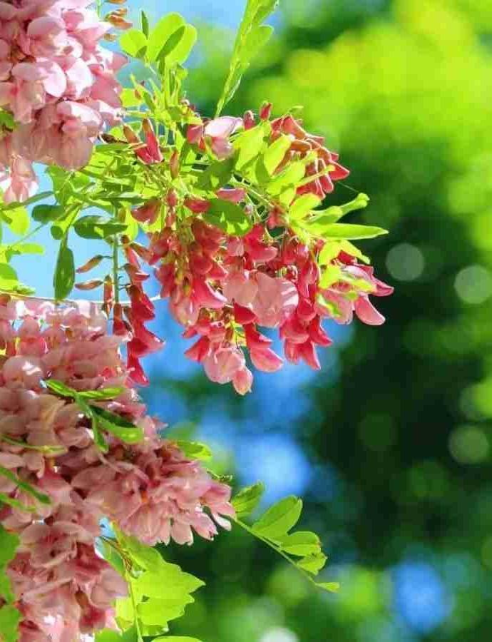 从（4月13日）左眼白内障手术后，每天的点眼药成了我的首要任务。
点眼药，我是认