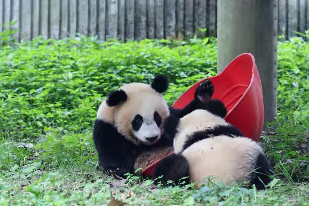 熊猫圈发生丑闻
有人有人竟然一直对熊猫吐口水
年龄最小的15岁最大的60多岁
已