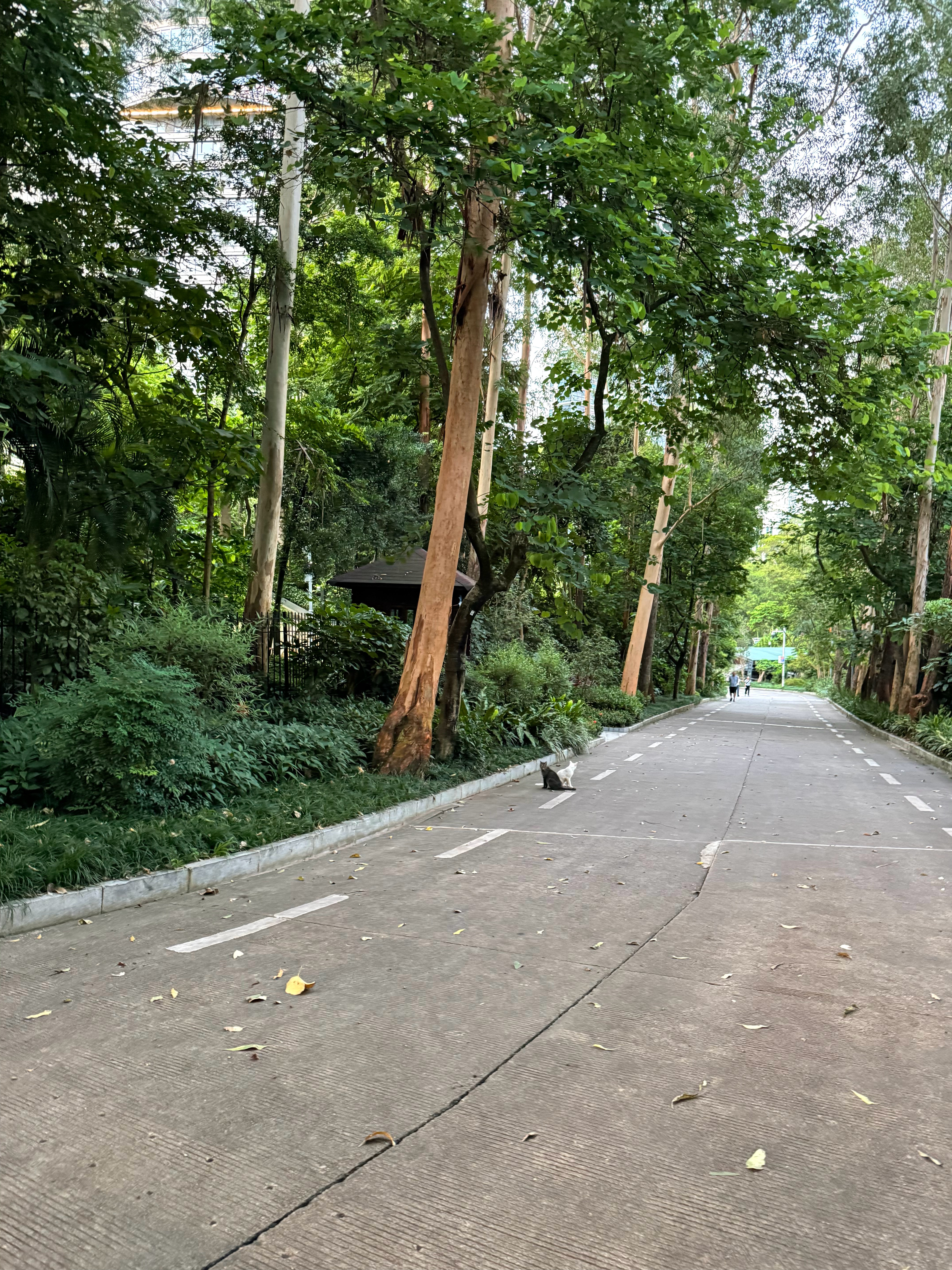 来了来了，送吃的来了流浪猫