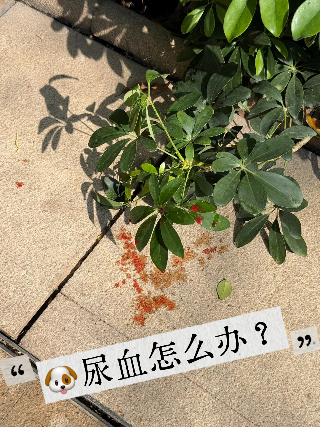 狗狗尿血别慌！冬瓜汤亲测有用💡