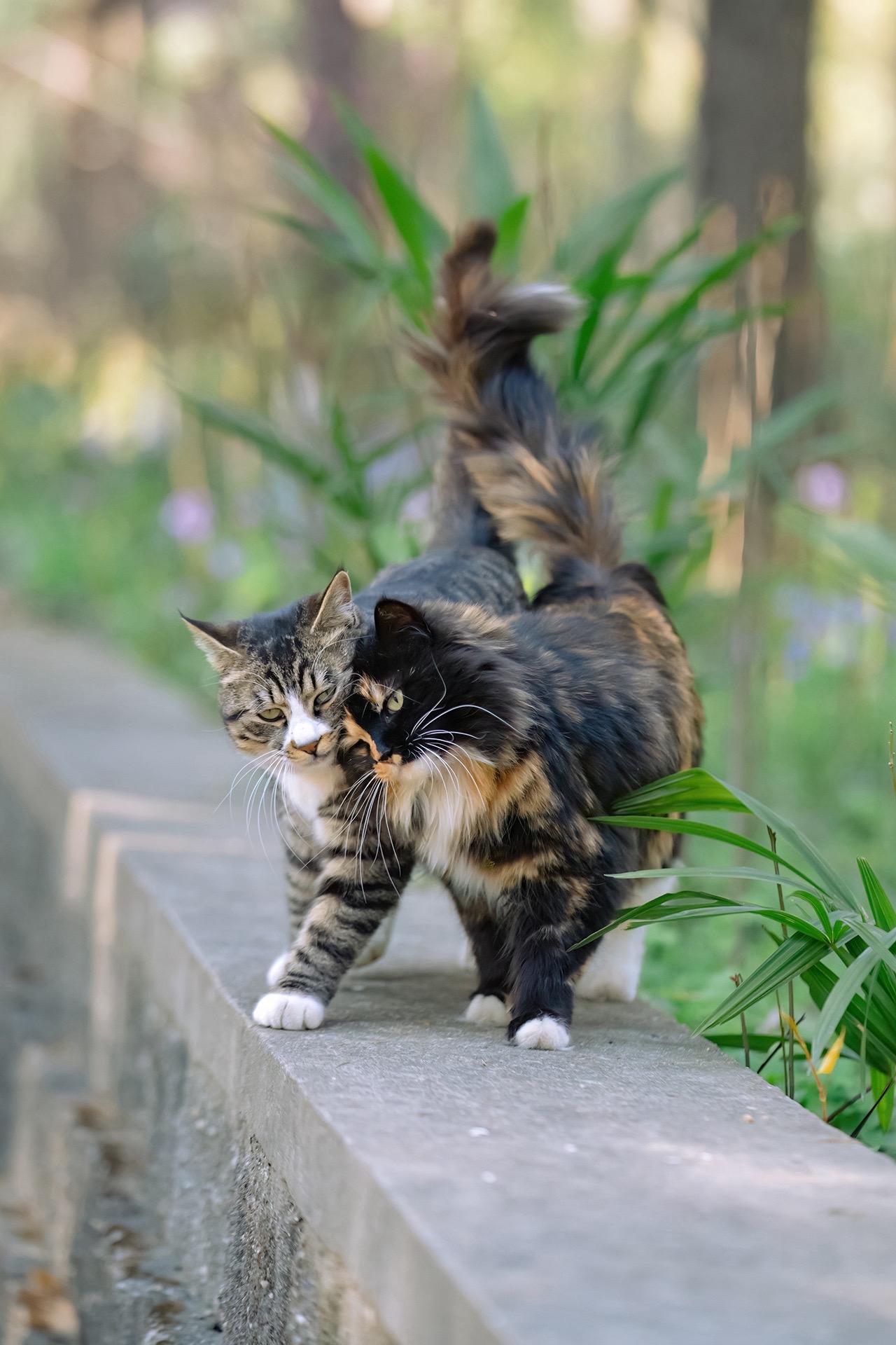 猫猫间的爱是藏不住的。今天是白色情人节，应景发一组这些天在南京拍到的贴...