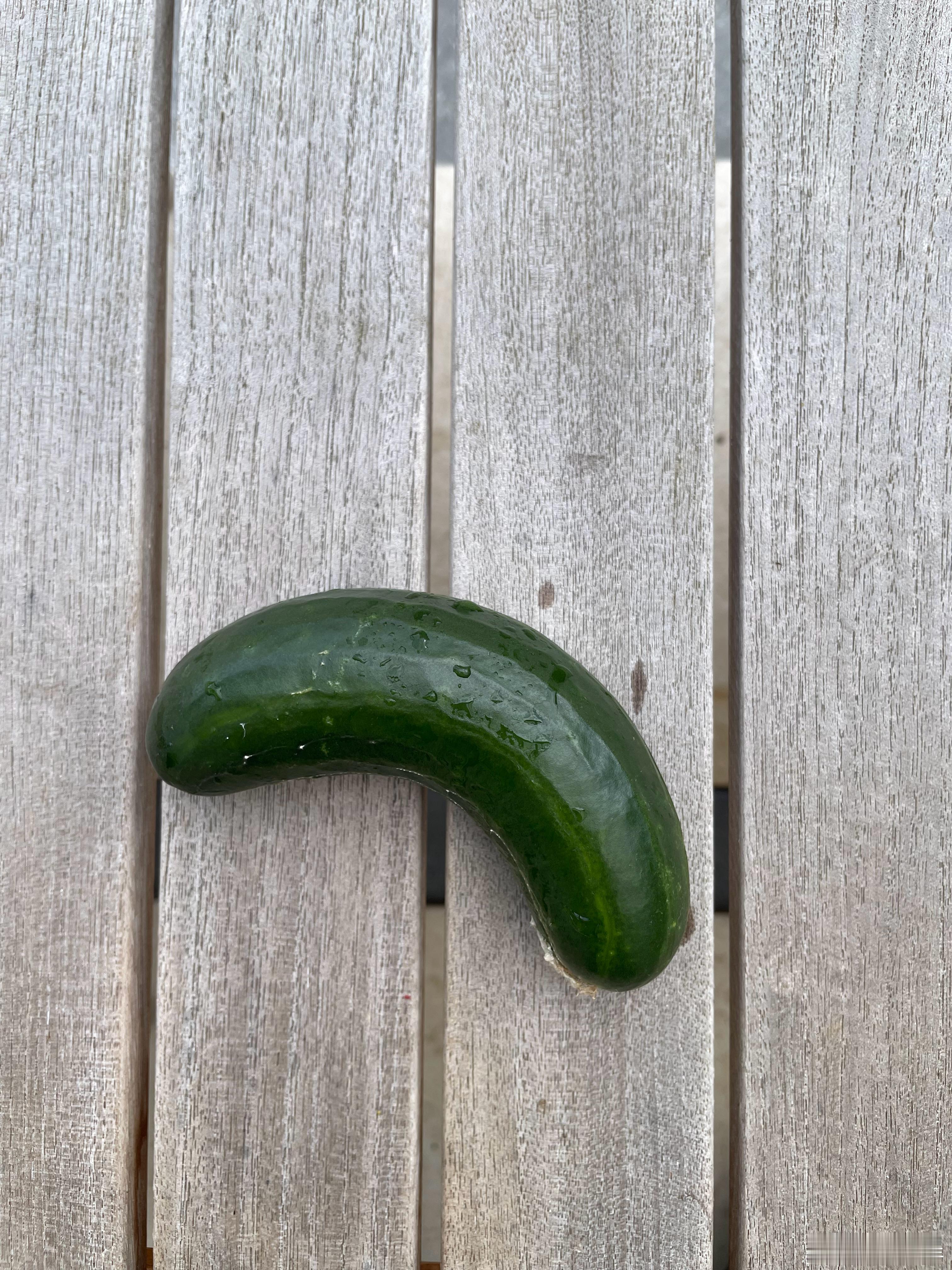 收获黄瓜🥒一根 