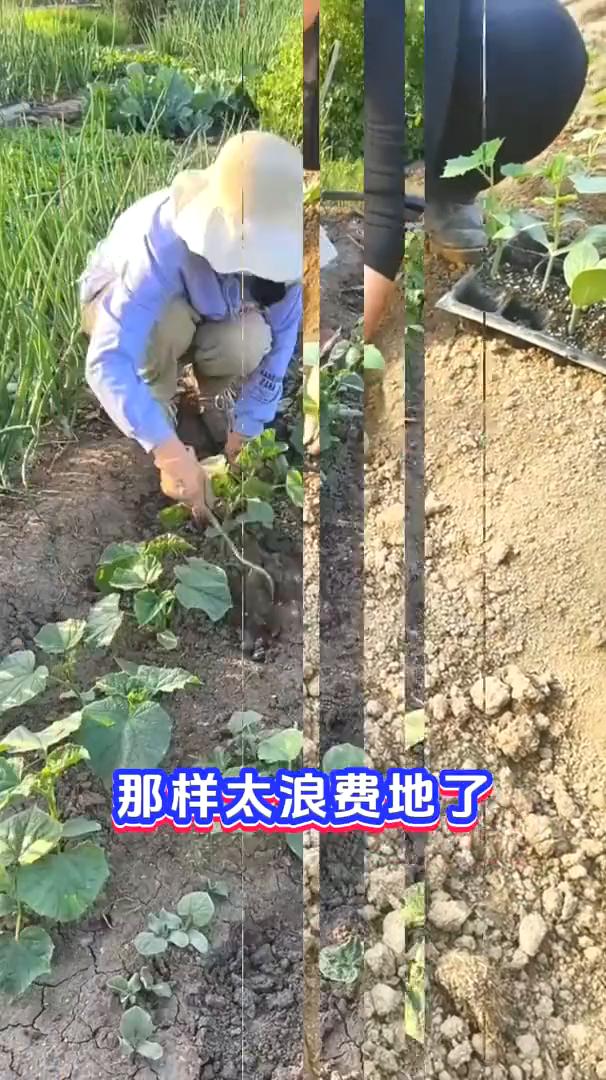 黄瓜可别单独种了，学会科学套种，病害少，产量轻松翻倍。
种黄瓜可别单独种了，那样