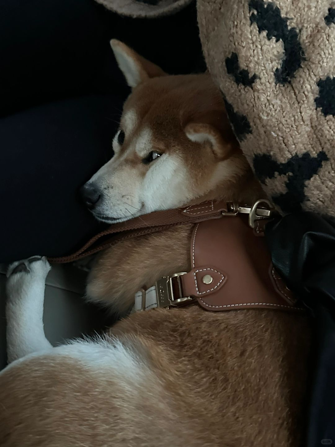 这狗怎么鬼迷日眼的……