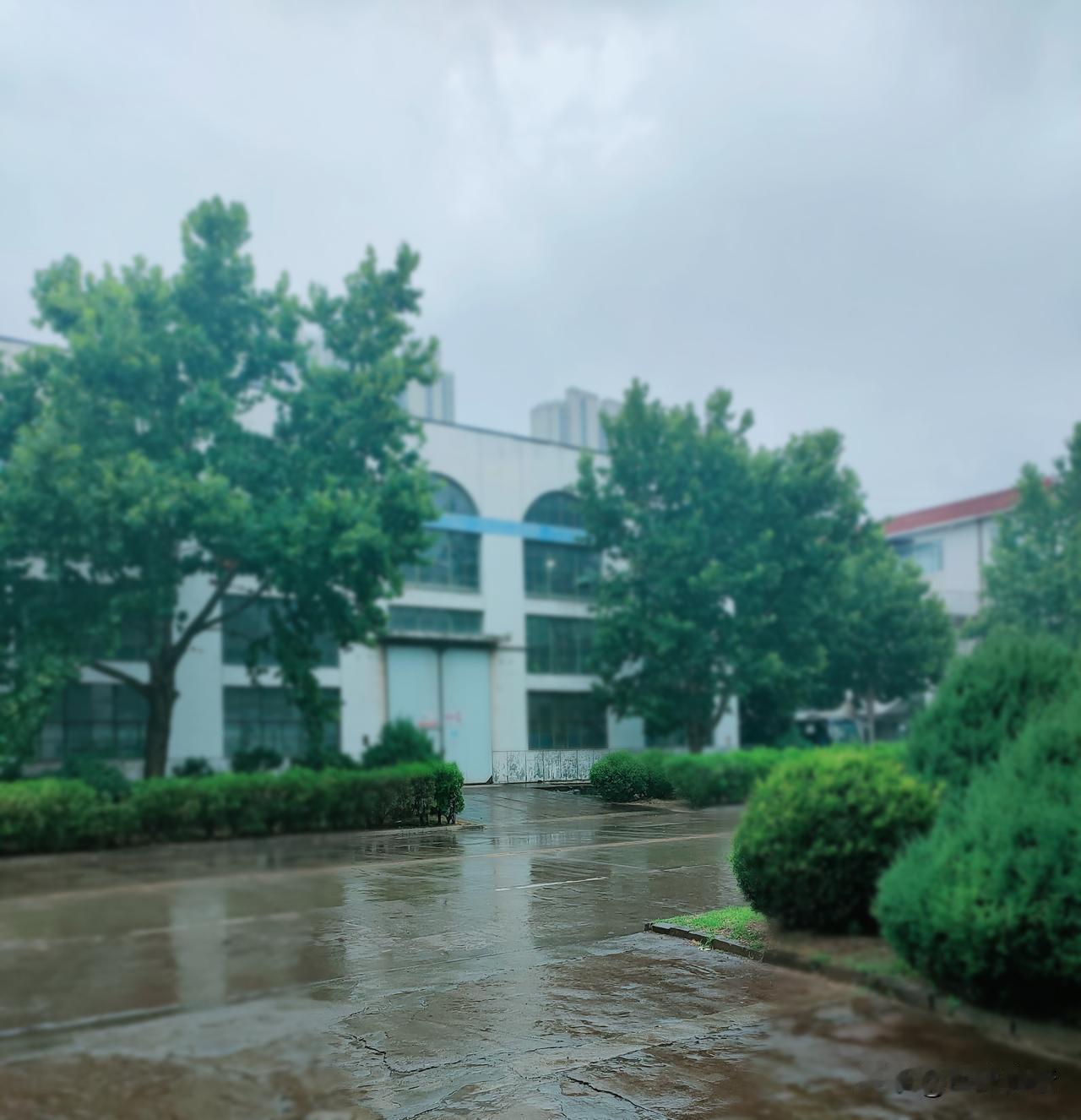今日入伏，雨从清晨便淅淅沥沥地下着，丝毫没有停歇的迹象。
着实不容易啊，台风“巴