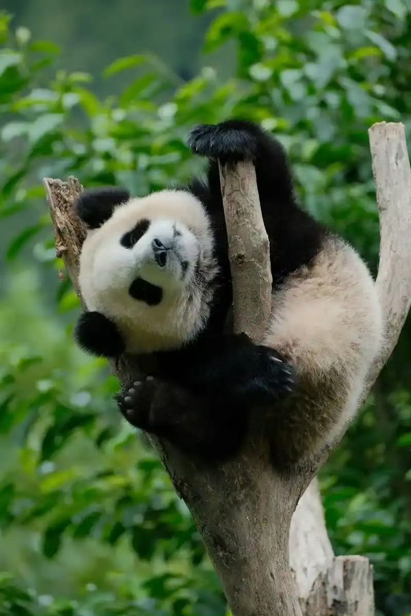 🐼熊猫守护者 🐼国宝大熊猫  🐼大熊猫，那憨态可掬的模样让人忍俊不禁，它的