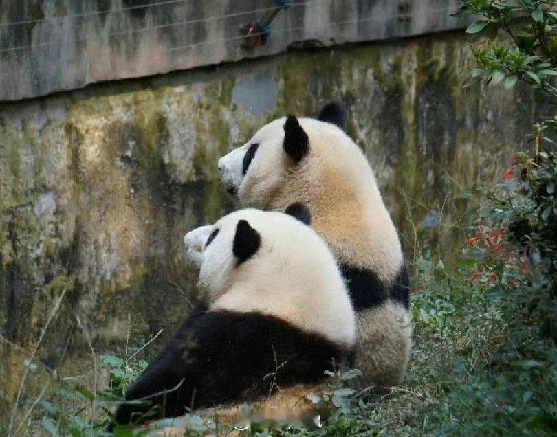 和谐  谭爷爷给花花和叶说当了火炬手 ​​​