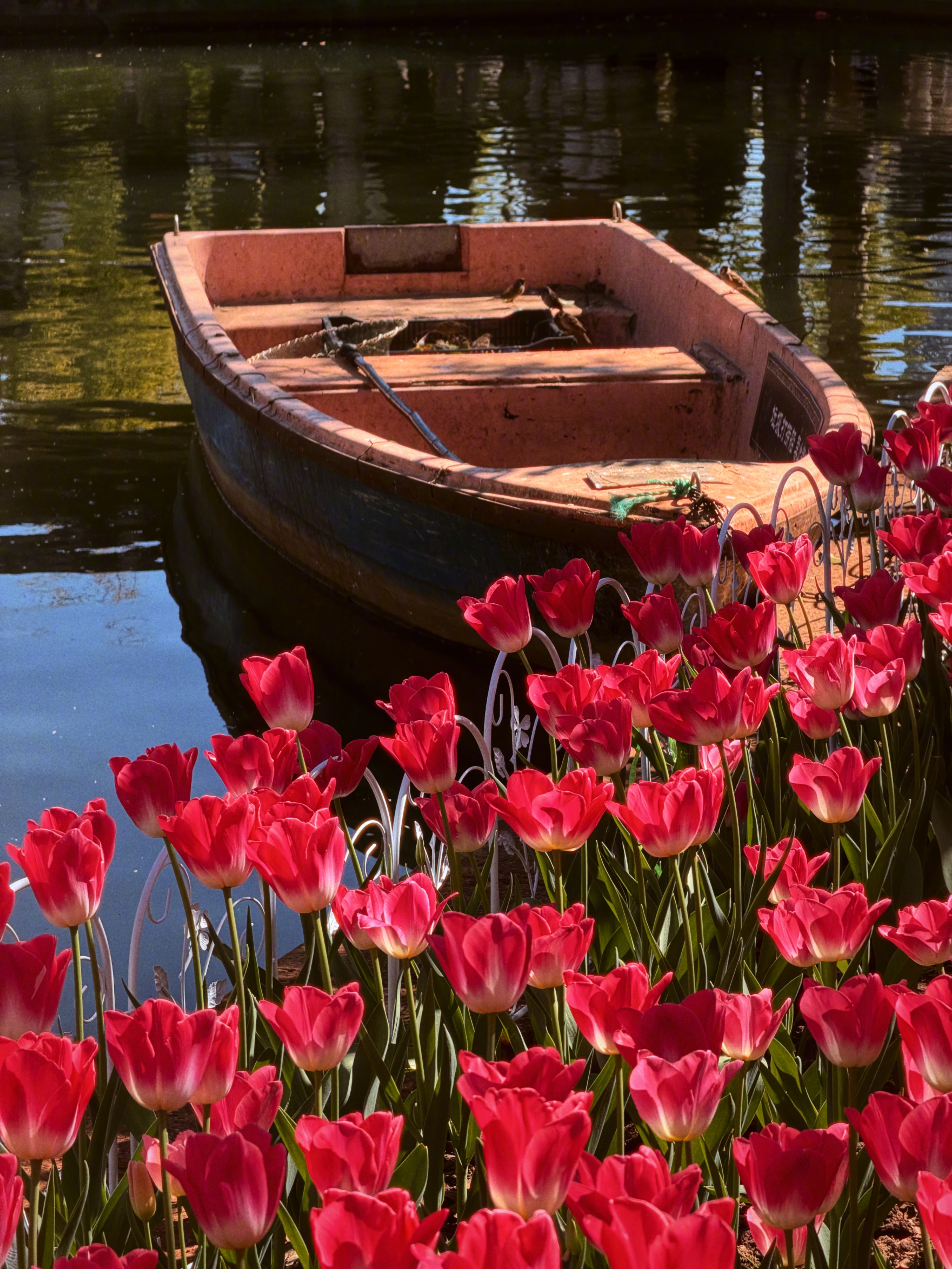 春城果然名不虚传✨在翠湖走了一圈，根本看不够！现在正是郁金香大开的时候，有的花壮