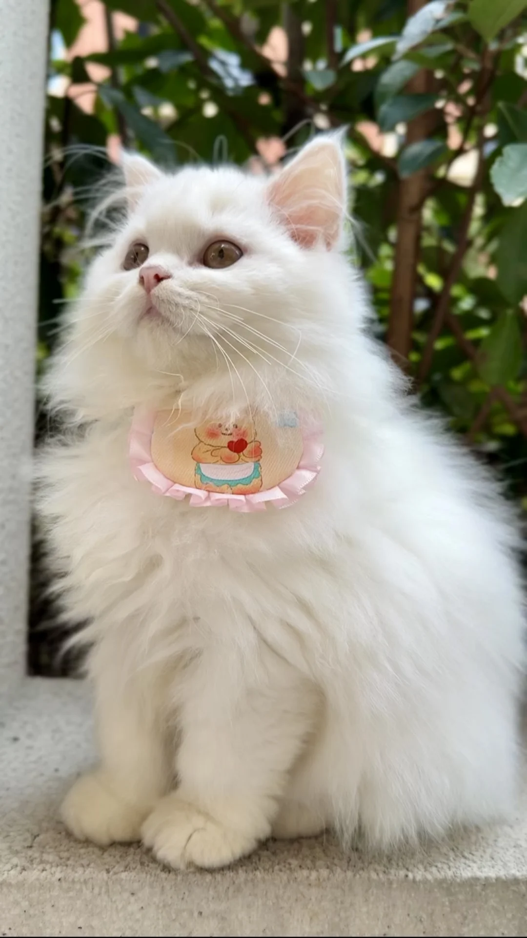 纯白米努特～小偿领养，巨仙！