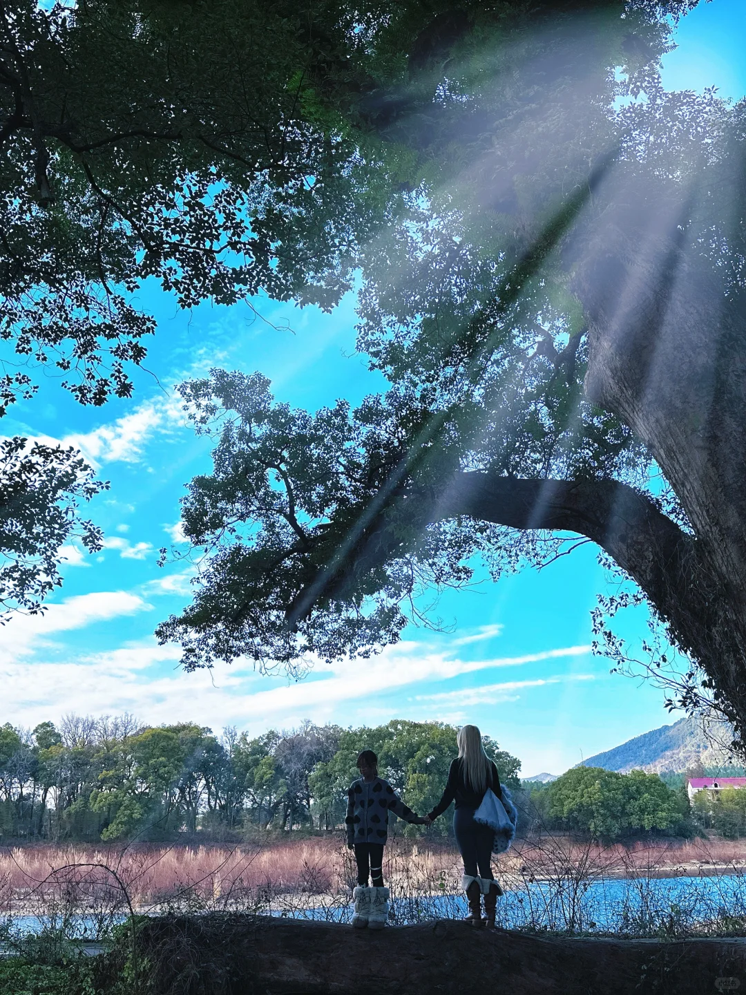 阿凡达森林