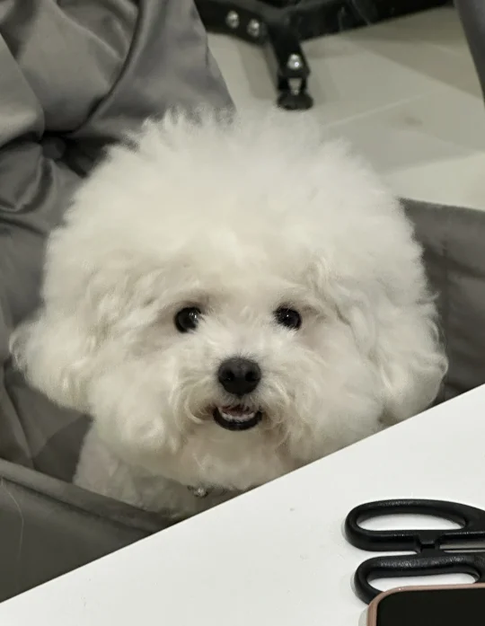 守护小狗水汪汪的眼睛👀