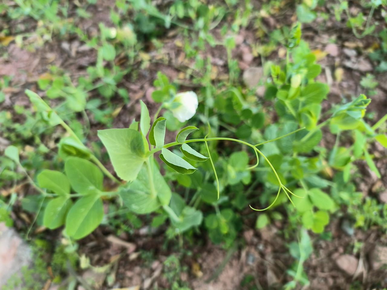 豌豆尖 豌豆尖 豌豆尖花，实则是豌豆尖开花后的模样。豌豆尖，即（荷兰豆？）的幼嫩