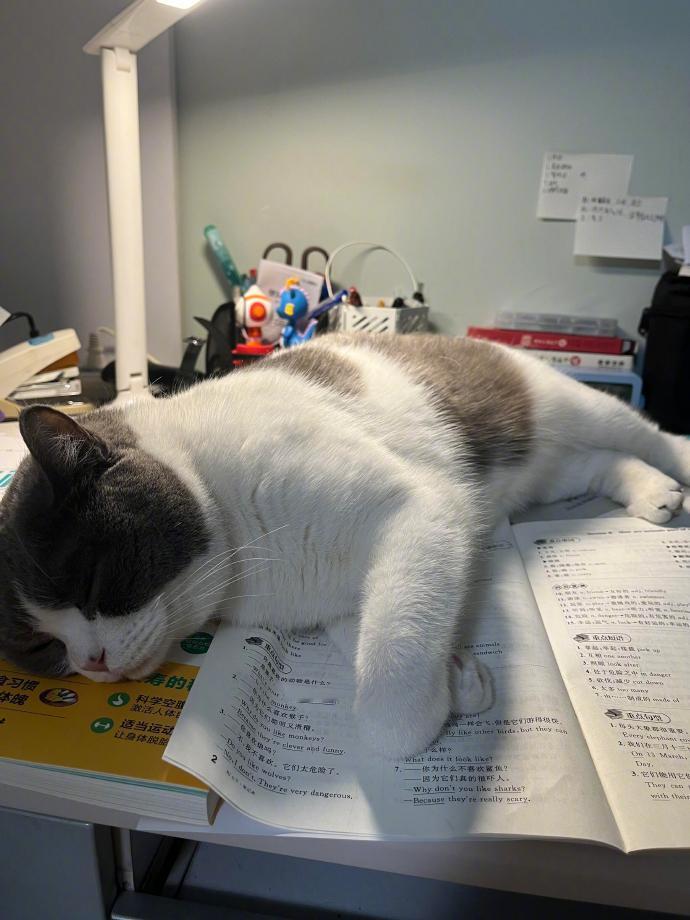 咪是学习路上的绊脚石 