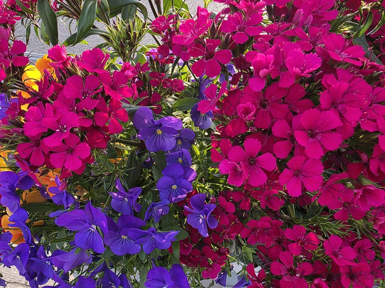 又是一个阳光明媚的早晨，春天到处都是美景！早安各位[祈祷]