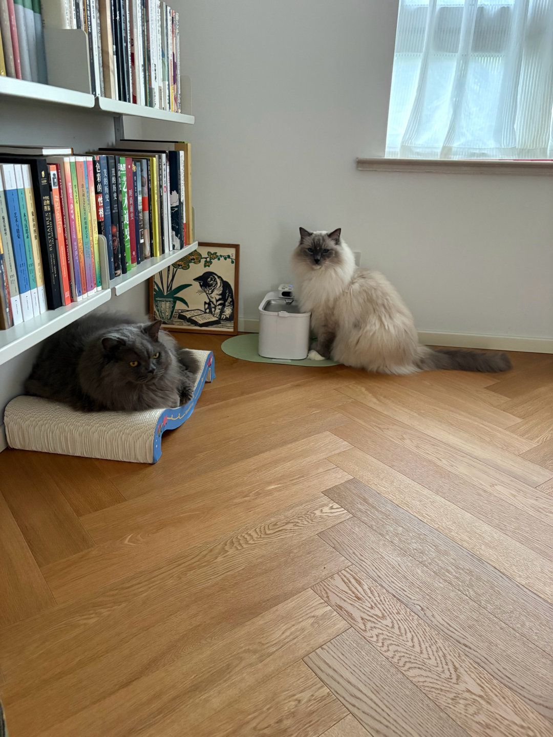今天上午的小南瓜和棉花卷。虽然它们没有金猪漂亮活泼，但我对它们的爱一分一毫都不曾