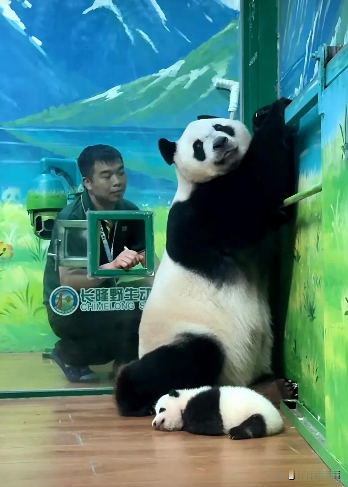 萌萌说，我要自由，娃不是我要生的，任务都完成了，谁让生谁带。


萌萌说，这不是