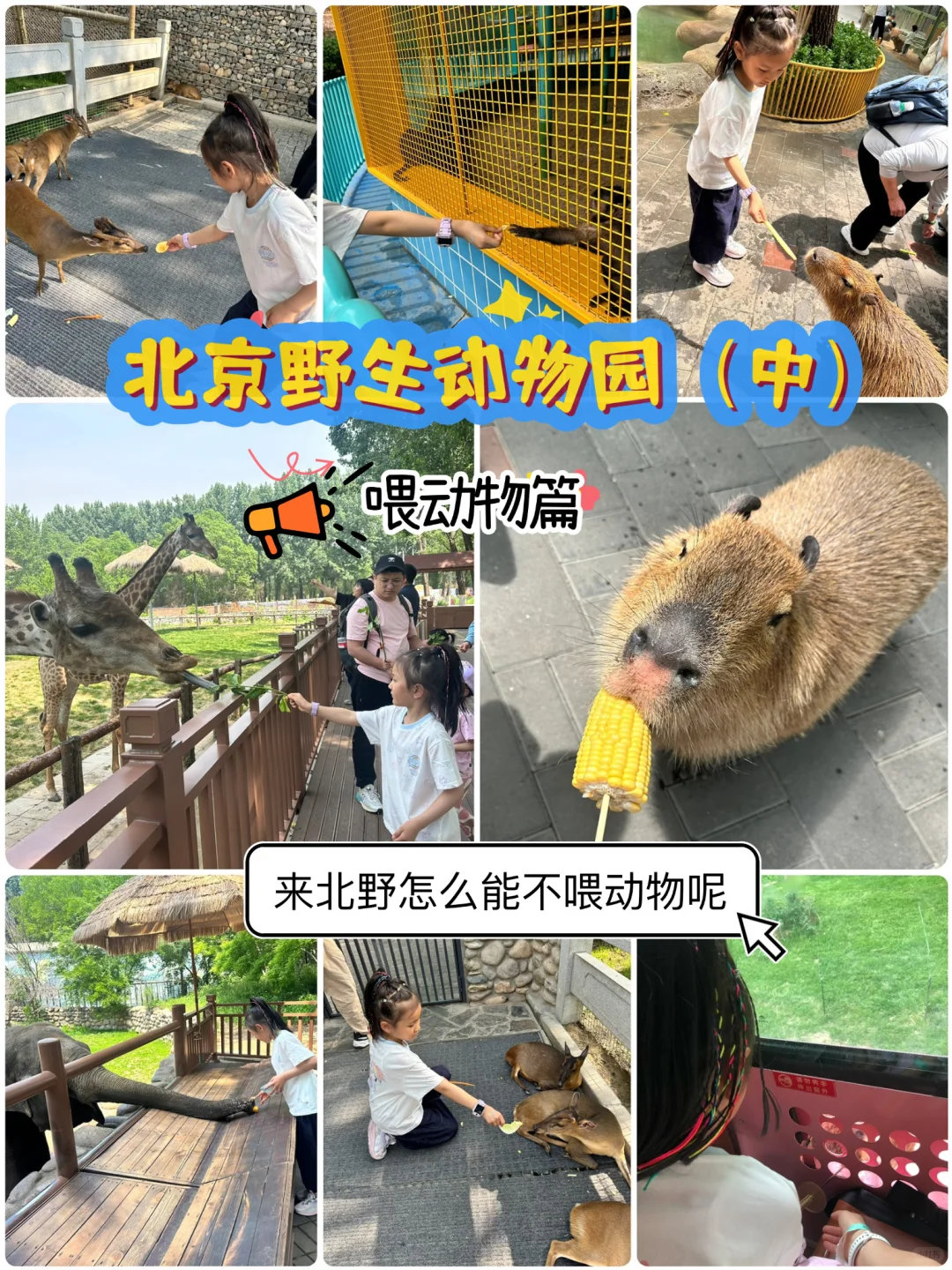 动物奇遇记动物奇趣  北京野生动物园投喂攻略来啦！自带胡萝卜条、生菜、生玉米喂小