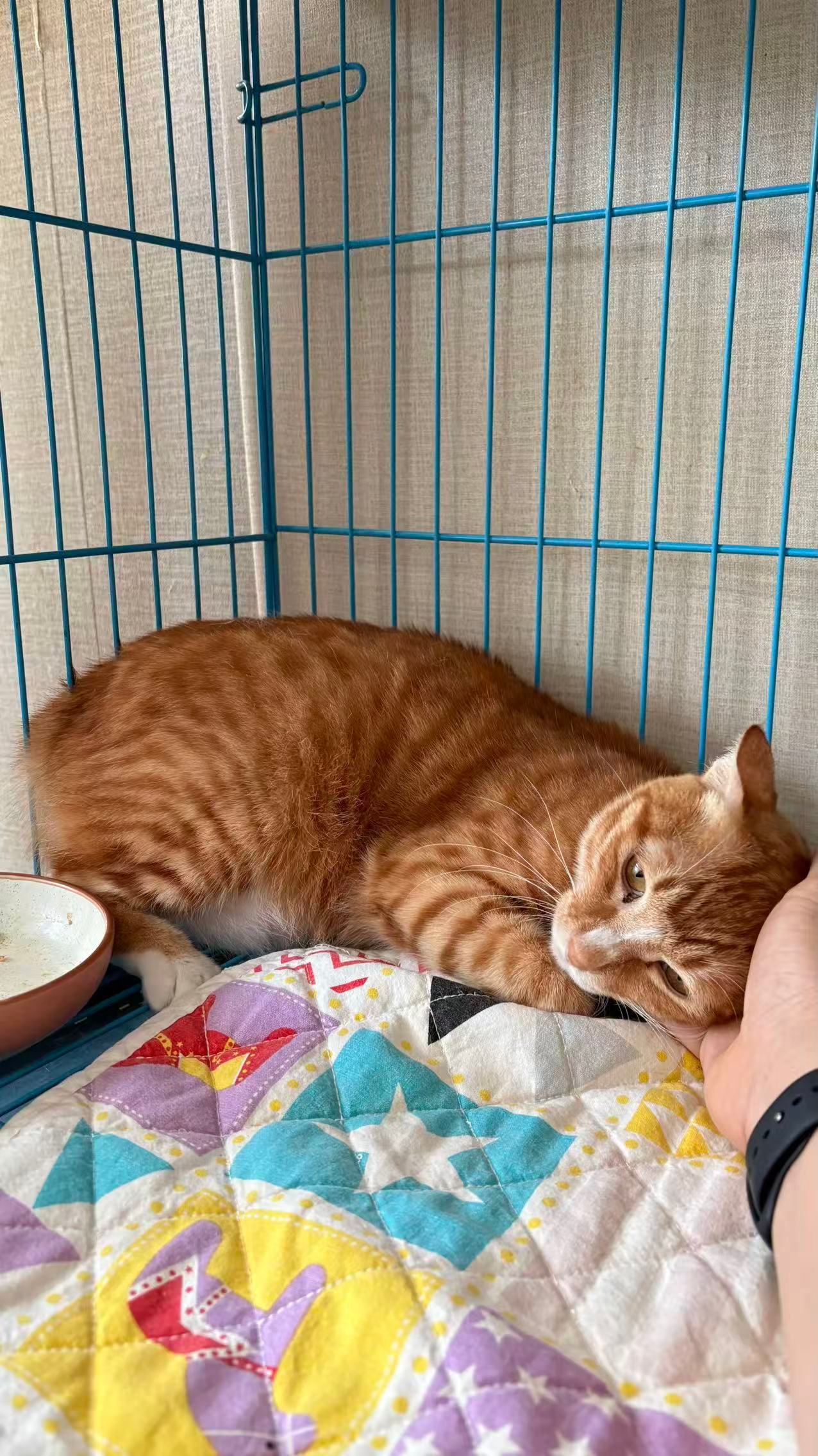 被退养以后，耀祖情绪好差呀，怎么能让他开心起来？小猫咪真的什么都懂。。深圳领养