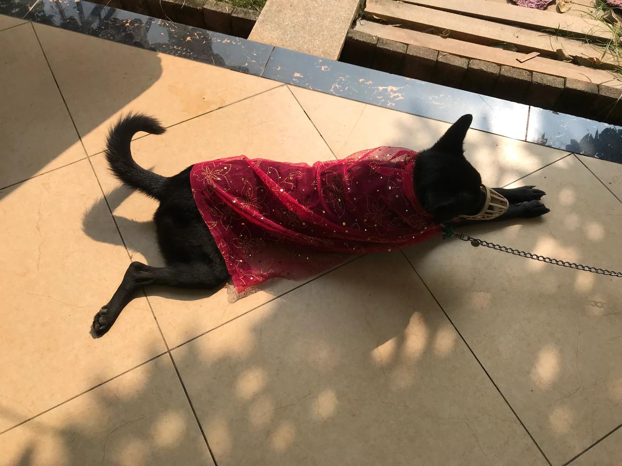 #交换相册里的照片#黑狗，黑狗