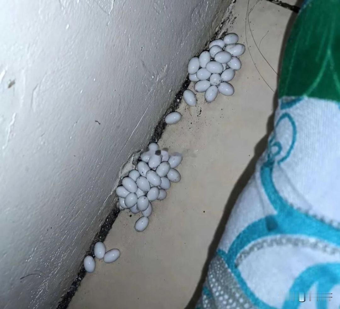 早上起来在床下面发现一堆蛋，可是我家里没养鸡鸭呀