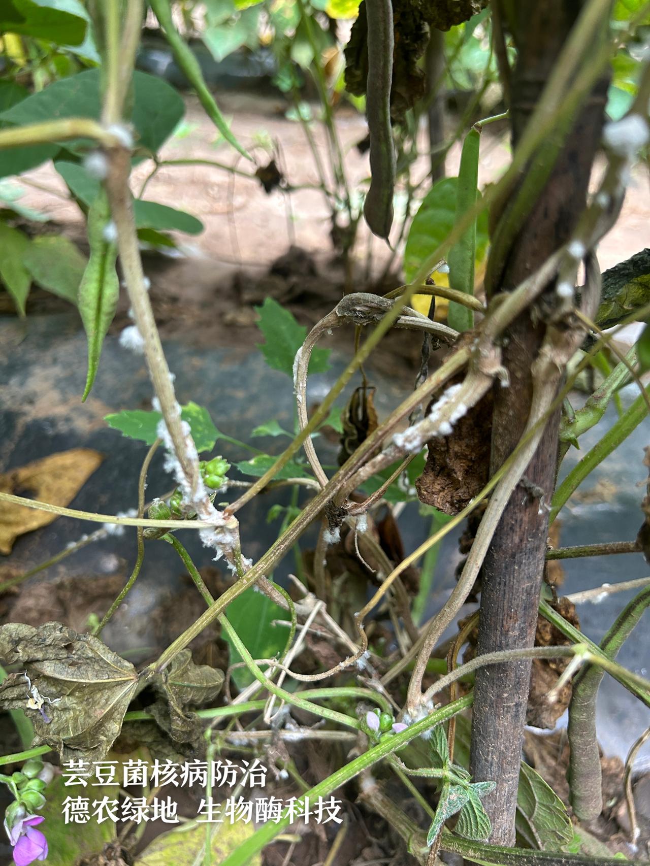 【德农生物酶·芸豆菌核病防治】重点：菌核病一旦出现白毛菌丝，属于发病中期，保护性