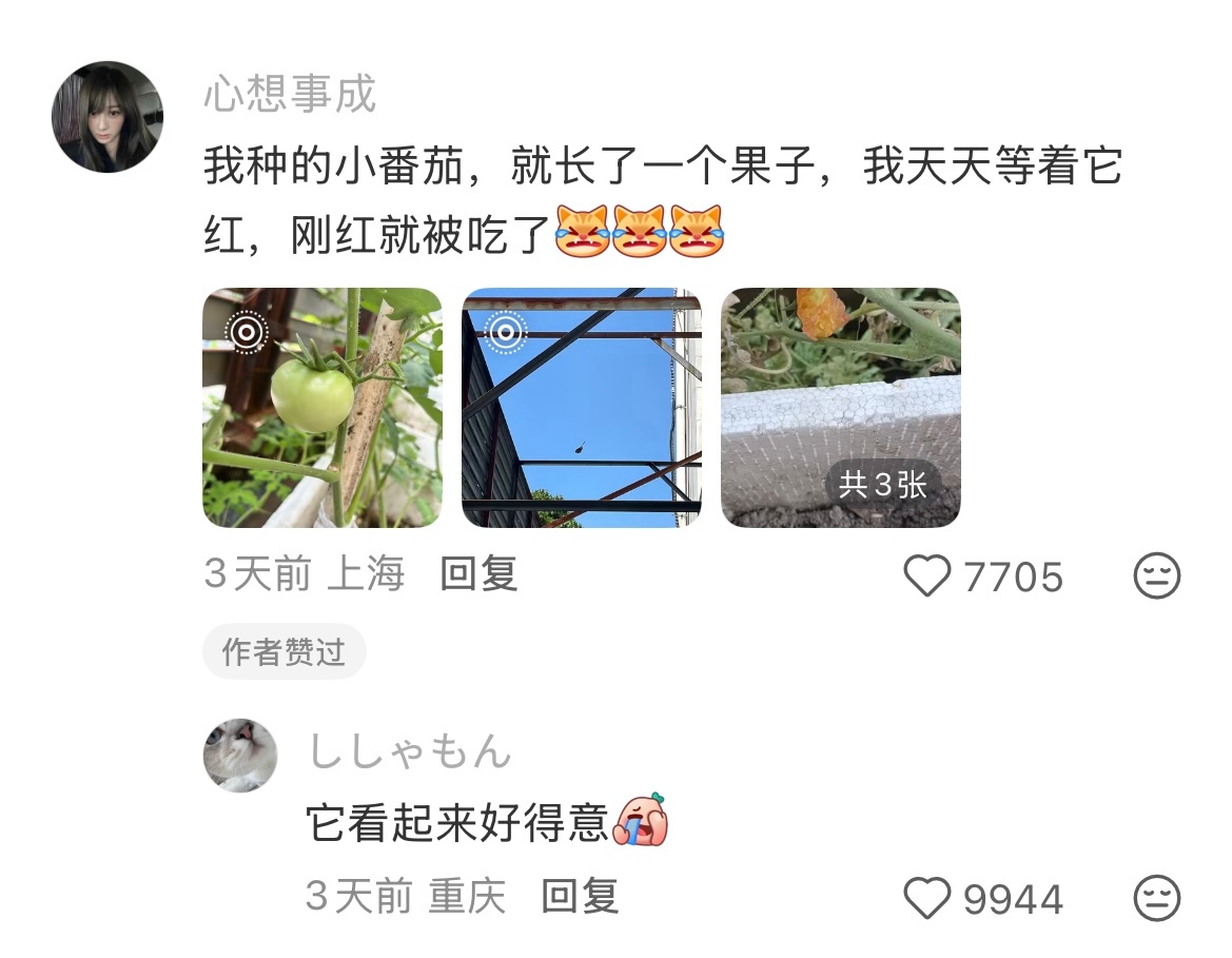 这个世界上又多了一个被鸟追杀的人🤣👌 